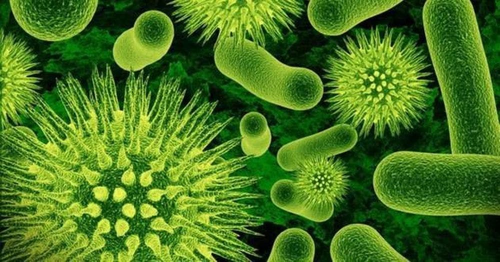 The Top 10 Diseases Caused By Bacteria And Their Symptoms.
