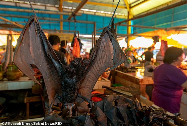 Shocking picture of bats for sale in Indonesia